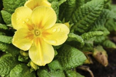 A close-up of a yellow primrose bloom. A close-up of a yellow primrose bloom.