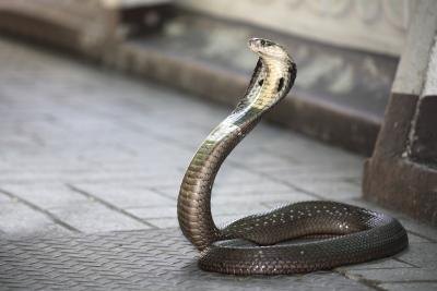 One single bite from a king cobra contains enough neurotoxins to kill 20 people. One single bite from a king cobra contains enough neurotoxins to kill 20 people.