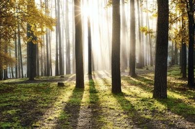 Sunrise in a forest. Sunrise in a forest.