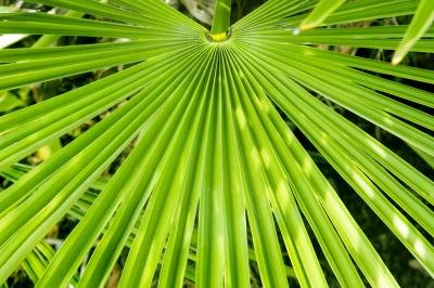 Saw Palmetto plant. Saw Palmetto plant.