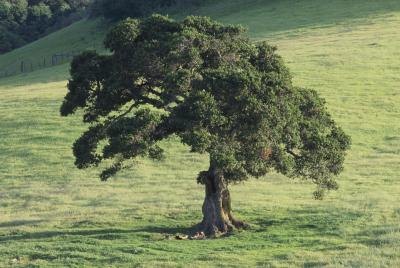 Oak tree. Oak tree.