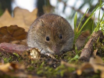 A vole above ground amidst grass and leaves. A vole above ground amidst grass and leaves.