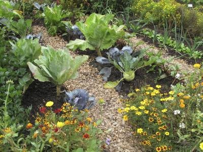 vegetable garden vegetable garden
