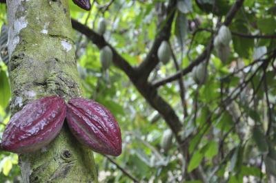 Cacao pods hanging from a cocoa tree. Cacao pods hanging from a cocoa tree.