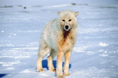 The arctic white wolf is perfectly adapted to life in the arctic circle. The arctic white wolf is perfectly adapted to life in the arctic circle.