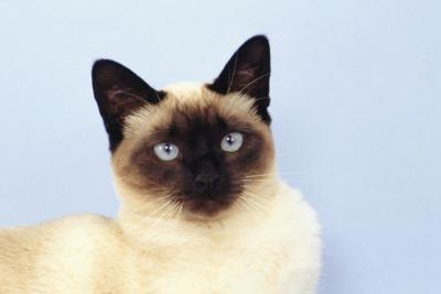 Some people think Siamese cats behavior similarly to canines. Some people think Siamese cats behavior similarly to canines.