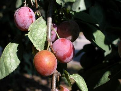 Plum colors are inspired by nature. Plum colors are inspired by nature.