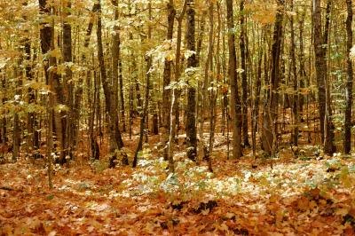 The food web of the deciduous forest sees energy cycled through ecological niches. The food web of the deciduous forest sees energy cycled through ecological niches.
