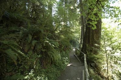 temperate rainforest temperate rainforest