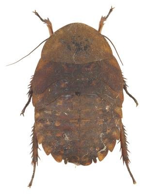 Cockroaches are some of the most common small bugs found in bathrooms. Cockroaches are some of the most common small bugs found in bathrooms.