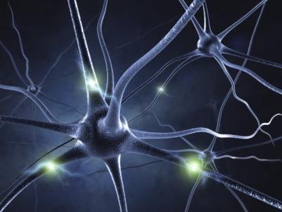 Neurobiologists can find lucrative career opportunities in research. Neurobiologists can find lucrative career opportunities in research.