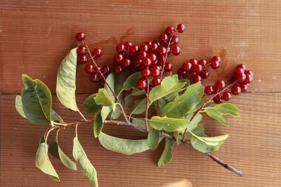 A clipped stem of a chokeberry bush on cedar. A clipped stem of a chokeberry bush on cedar.