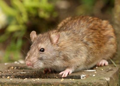 Rat outdoors. Rat outdoors.