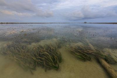 A view from the surface of aquatic algae growing in a bay. A view from the surface of aquatic algae growing in a bay.