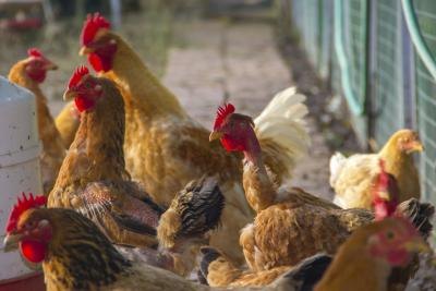 Cured chicken manure makes an excellent soil amendment. Cured chicken manure makes an excellent soil amendment.