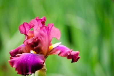 The iris is among the group of plants and flowers who benefit from pine mulch. The iris is among the group of plants and flowers who benefit from pine mulch.