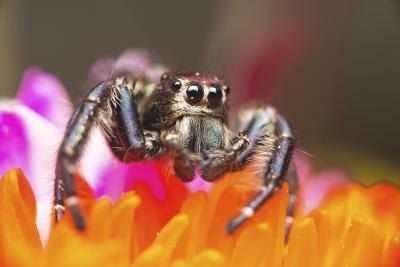 Jumping spider on top of flowers Jumping spider on top of flowers