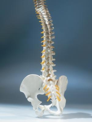 The trapezius muscles run down either side of your spine and injuring them can lead to difficulty moving. The trapezius muscles run down either side of your spine and injuring them can lead to difficulty moving.
