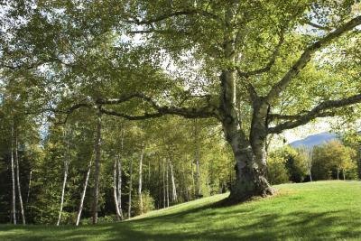 How much does a tree weigh? How much does a tree weigh?