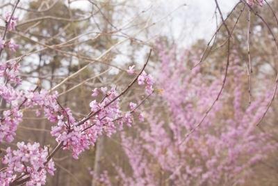 A close-up of pink blossoms on the branches of a redbud tree in the springtime. A close-up of pink blossoms on the branches of a redbud tree in the springtime.