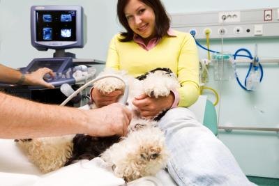 Dog having an ultrasound Dog having an ultrasound