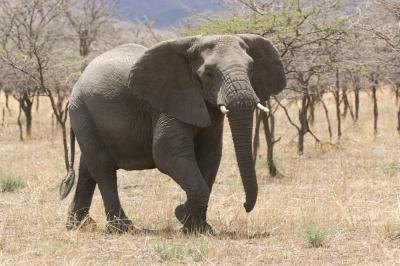 African elephants are endangered. African elephants are endangered.