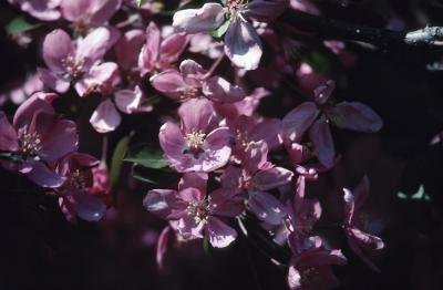 Crab apple blossoms. Crab apple blossoms.