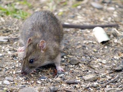 Most people avoid rats and any health problems associated with them Most people avoid rats and any health problems associated with them
