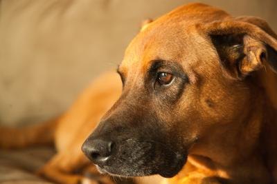 golden boxer dog laying down golden boxer dog laying down