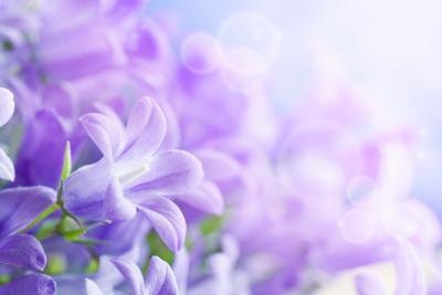 Flowers can brighten up a landscape. Flowers can brighten up a landscape.