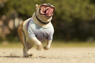 Your dog may have a skin condition. Your dog may have a skin condition.