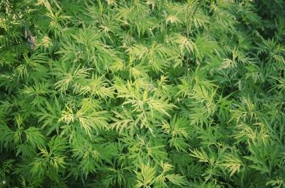 Marijuana plants Marijuana plants