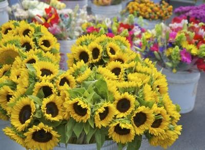 Sunflowers are commonly planted in May. Sunflowers are commonly planted in May.