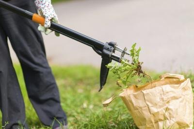 A person uses a yard tool to remove weeds from the lawn. A person uses a yard tool to remove weeds from the lawn.