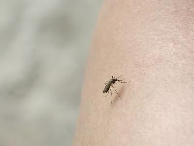 Tiny biting insects can cause big pain. Tiny biting insects can cause big pain.