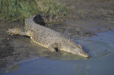 saltwater crocodile getting into water saltwater crocodile getting into water