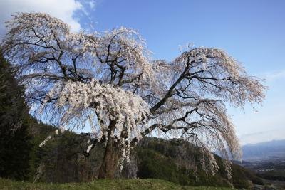 Weeping cherry trees produce white flowers. Weeping cherry trees produce white flowers.