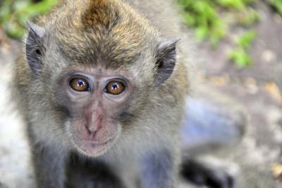 Animals must face the repercussions of medical testing. Animals must face the repercussions of medical testing.