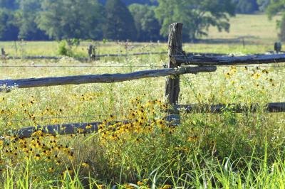 Wooden fence with flowers in front of it Wooden fence with flowers in front of it