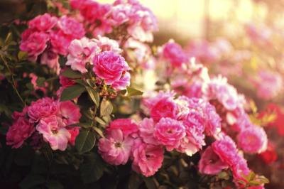 Rose bush Rose bush