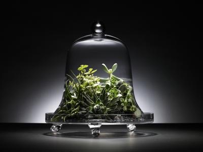 A glass cloche protects delicate plants. A glass cloche protects delicate plants.
