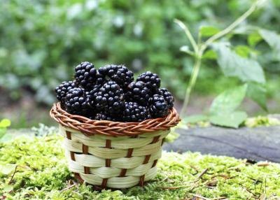 bowl of blackberries bowl of blackberries