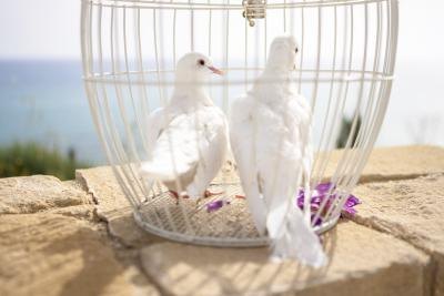 Releasing doves is a beautiful way to end a wedding ceremony. Releasing doves is a beautiful way to end a wedding ceremony.