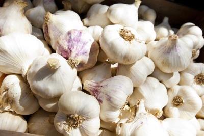 Large pile of garlic. Large pile of garlic.