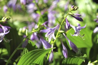 Hosta is available in a variety of colors. Hosta is available in a variety of colors.