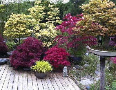 An array of plants creating privacy around a patio deck. An array of plants creating privacy around a patio deck.