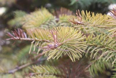 Yellowing pine needles Yellowing pine needles