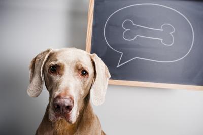 Dog bones and chews can improve a dog's dental health. Dog bones and chews can improve a dog's dental health.