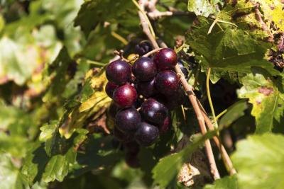 Close-up of muscadine grapes on branch Close-up of muscadine grapes on branch
