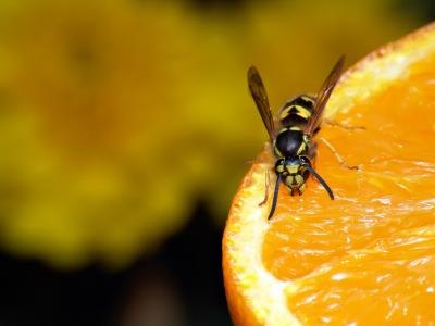 Wasp on orange Wasp on orange